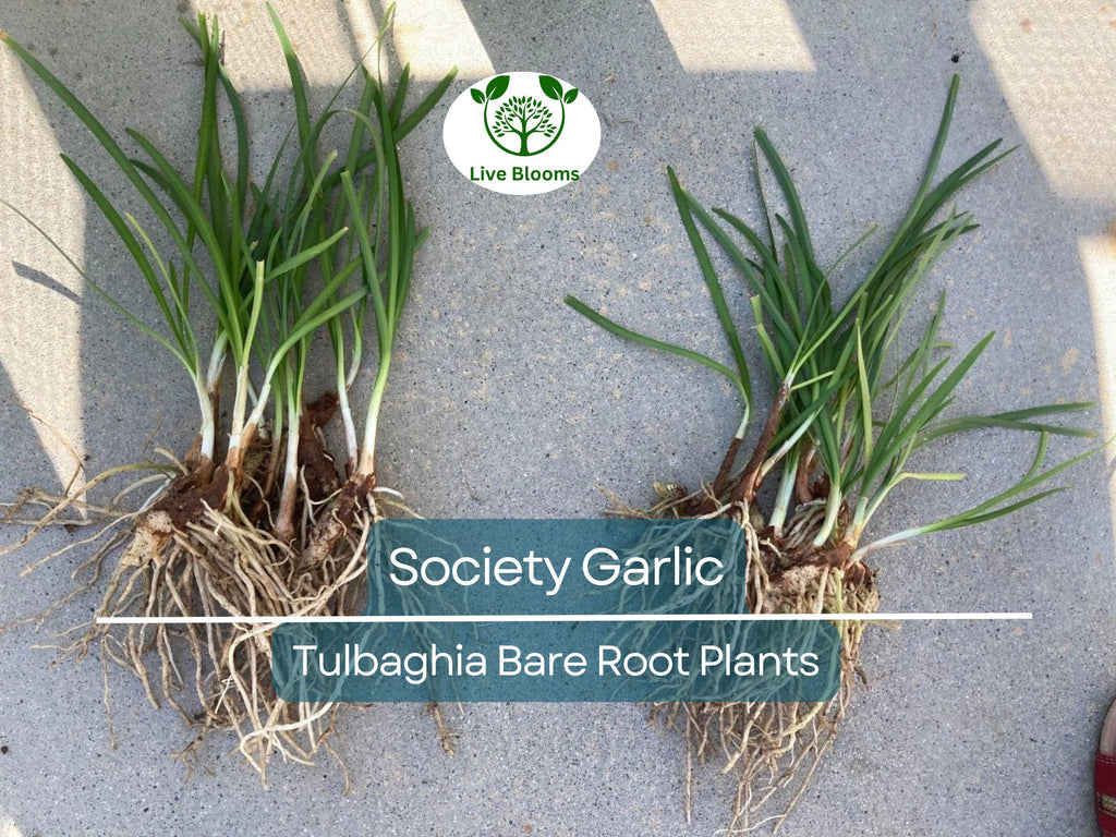 10 Society Garlic Plants – Live Bare Root Bulbs – Tulbaghia violacea – Fragrant Edible Leaves & Purple Flowers – Drought Tolerant