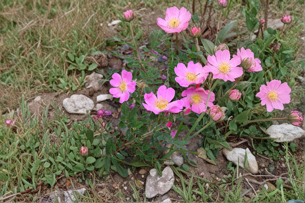 Prairie Wild Rose Seeds – Rosa arkansana | 10 Seeds | Wildlife Gardens | Hardy Perennial Shrub