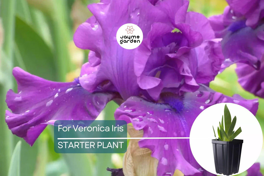 For Veronica Iris Plant – Quart Pot | Large Wine-Black Flowers | Perennial | Hardy Zones 3-10 | Deer & Drought Resistant