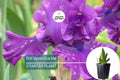 For Veronica Iris Plant – Quart Pot | Large Wine-Black Flowers | Perennial | Hardy Zones 3-10 | Deer & Drought Resistant