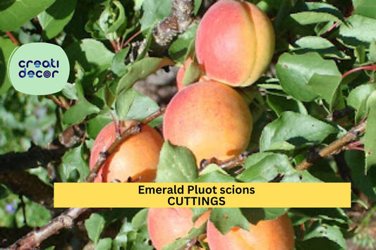 5 Emerald Pluot Scion Cuttings | Plum Apricot Hybrid | Unrooted Wood for Grafting | Sweet Fruit Tree Variety Starter