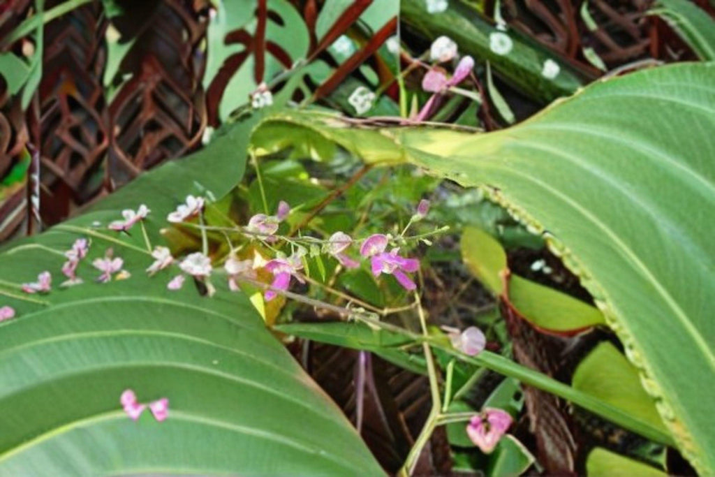 Phaseolus polystachios – Wild Kidney Bean Vine 5 Seeds | Native Perennial Vine | Pollinator Plant | Wildlife-Friendly Legume