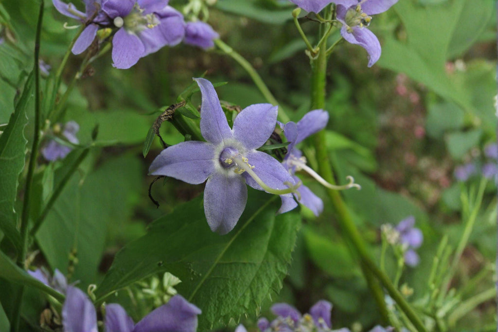 Campanula americana/Tall Bellflower – 500 Seeds | Native Woodland Biennial | Blue-Violet Blooms | Pollinator Friendly