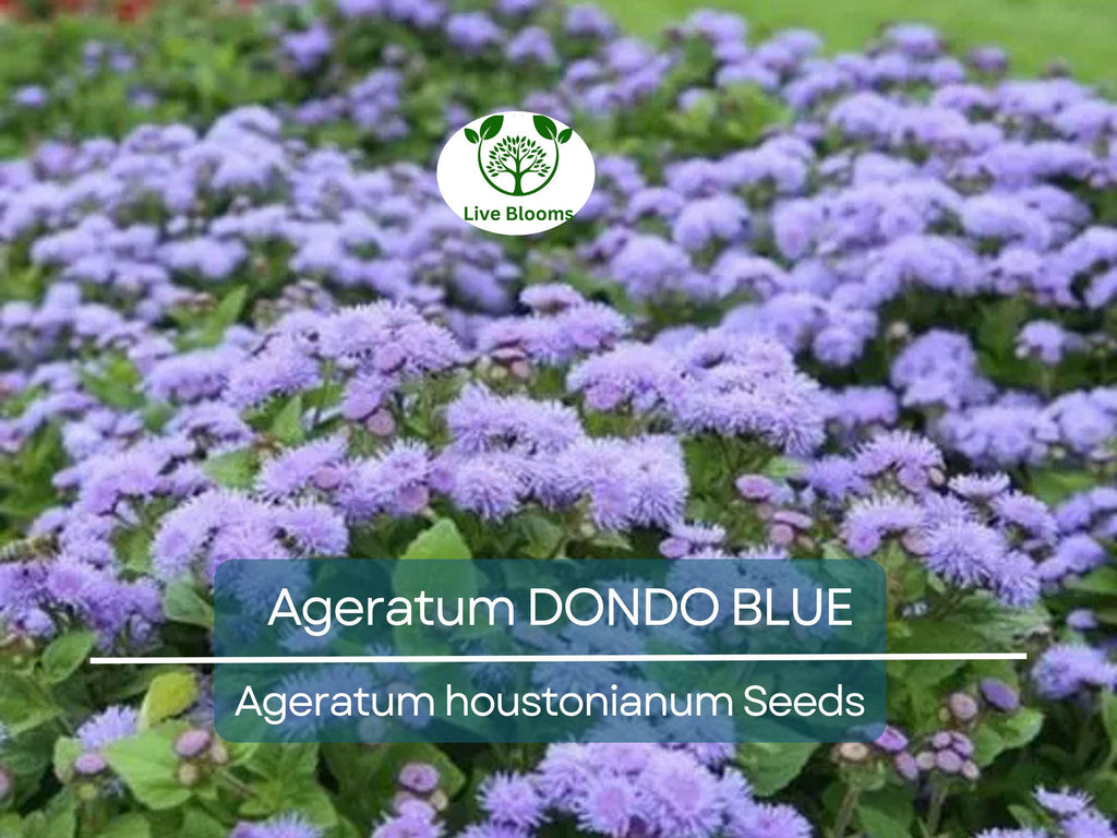 500 Seeds Ageratum DONDO BLUE, Floss Flower Monarch Butterfly Plant, Non-GMO, Vibrant Blue Blooms, Perfect for Gardens & Pollinator-friendly
