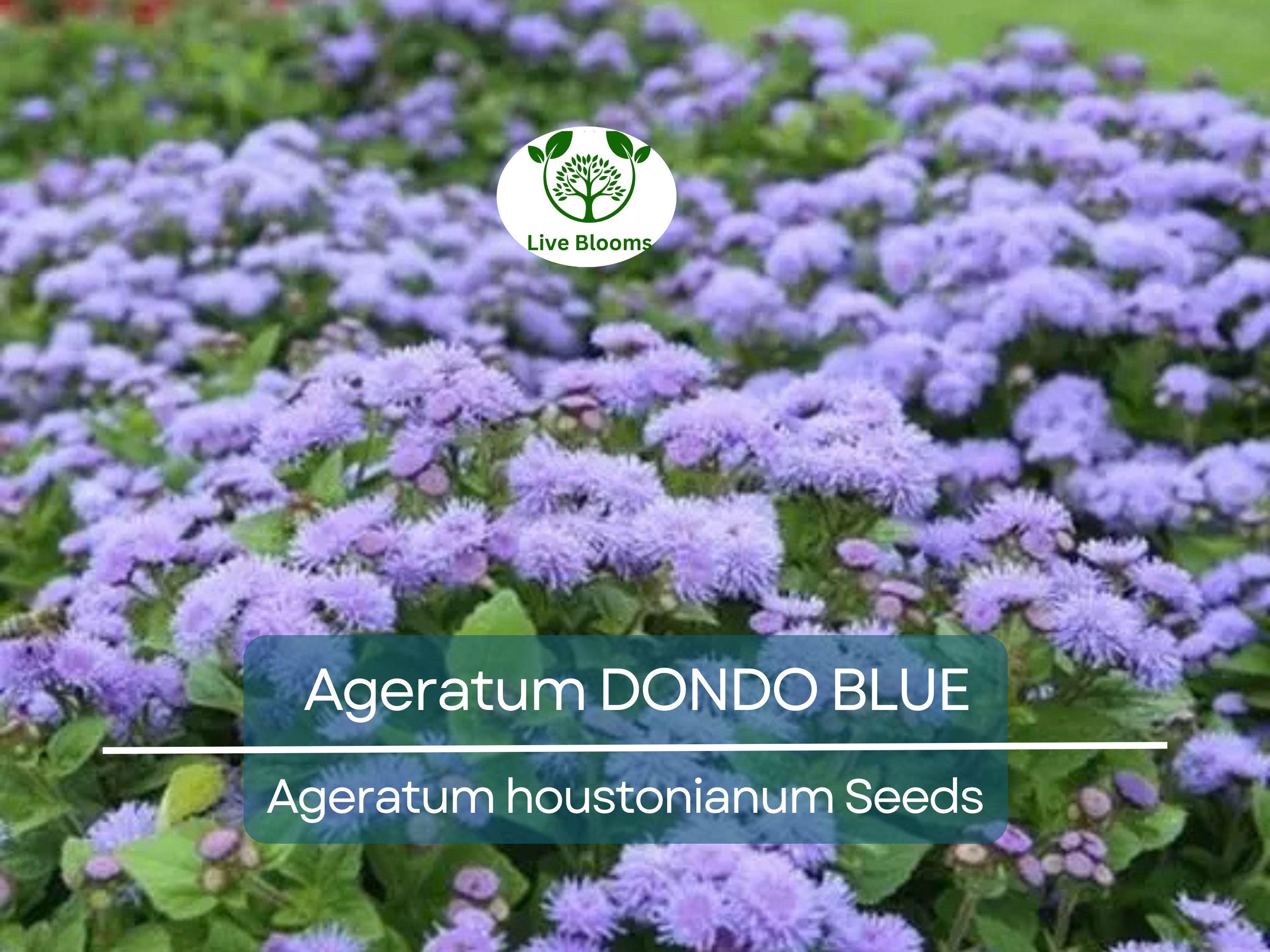 500 Seeds Ageratum DONDO BLUE, Floss Flower Monarch Butterfly Plant, Non-GMO, Vibrant Blue Blooms, Perfect for Gardens & Pollinator-friendly