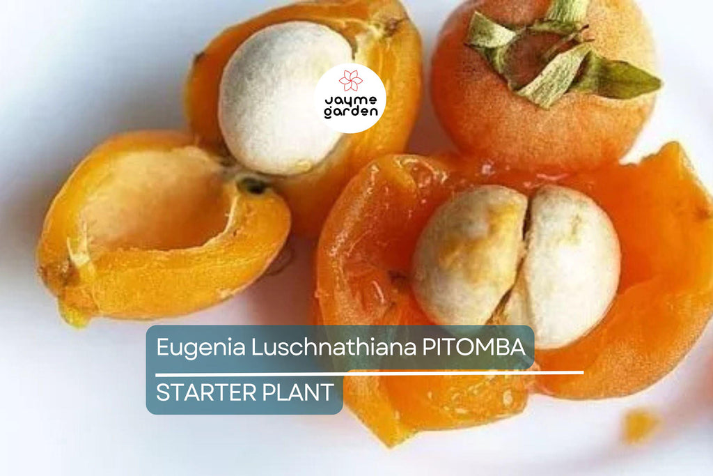Eugenia Luschnathiana Pitomba - 4-6" Starter Plant in Pot - Tropical Fruit Tree with Aromatic, Apricot-Like Fruit