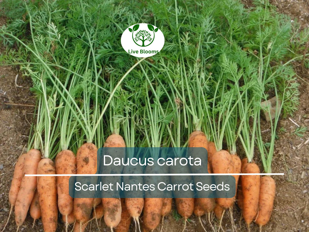 600 Seeds Scarlet Nantes Carrot - Daucus carota | Heirloom Carrot Seeds for Planting, Gardening & Sweet, Crisp Root Harvest