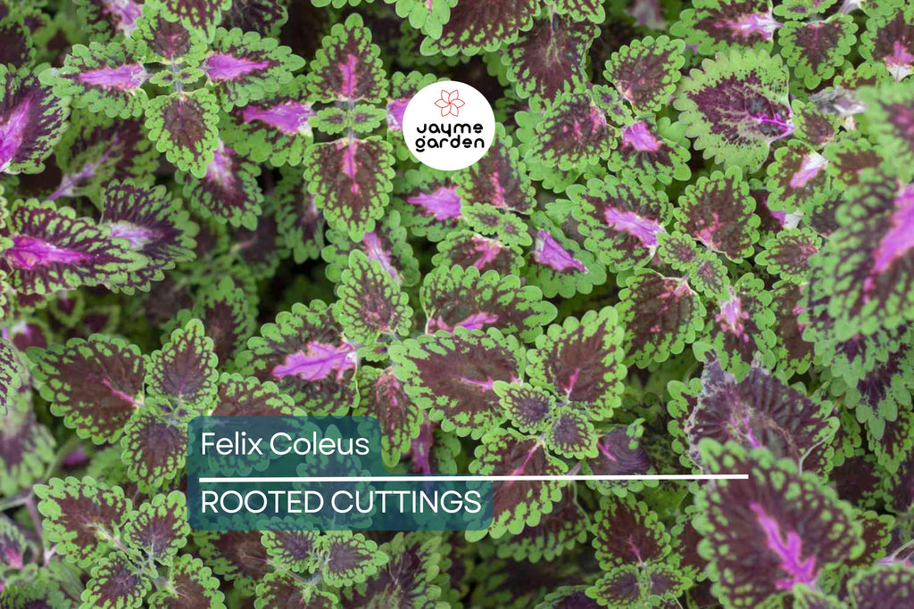 Felix Coleus Rooted Cutting | Vibrant Foliage Starter Plant | Easy Care for Indoor & Outdoor Gardens