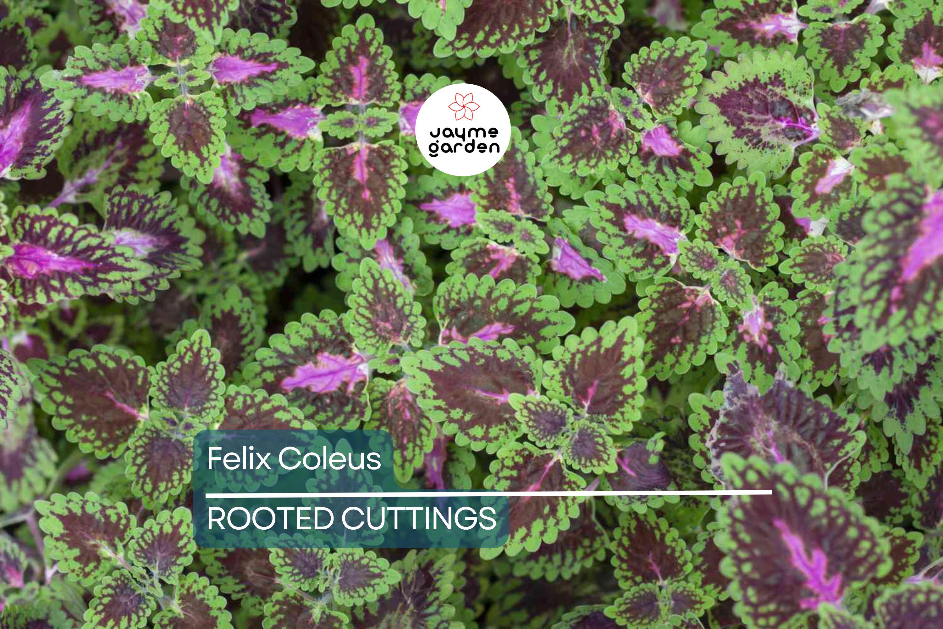 Felix Coleus Rooted Cutting | Vibrant Foliage Starter Plant | Easy Care for Indoor & Outdoor Gardens