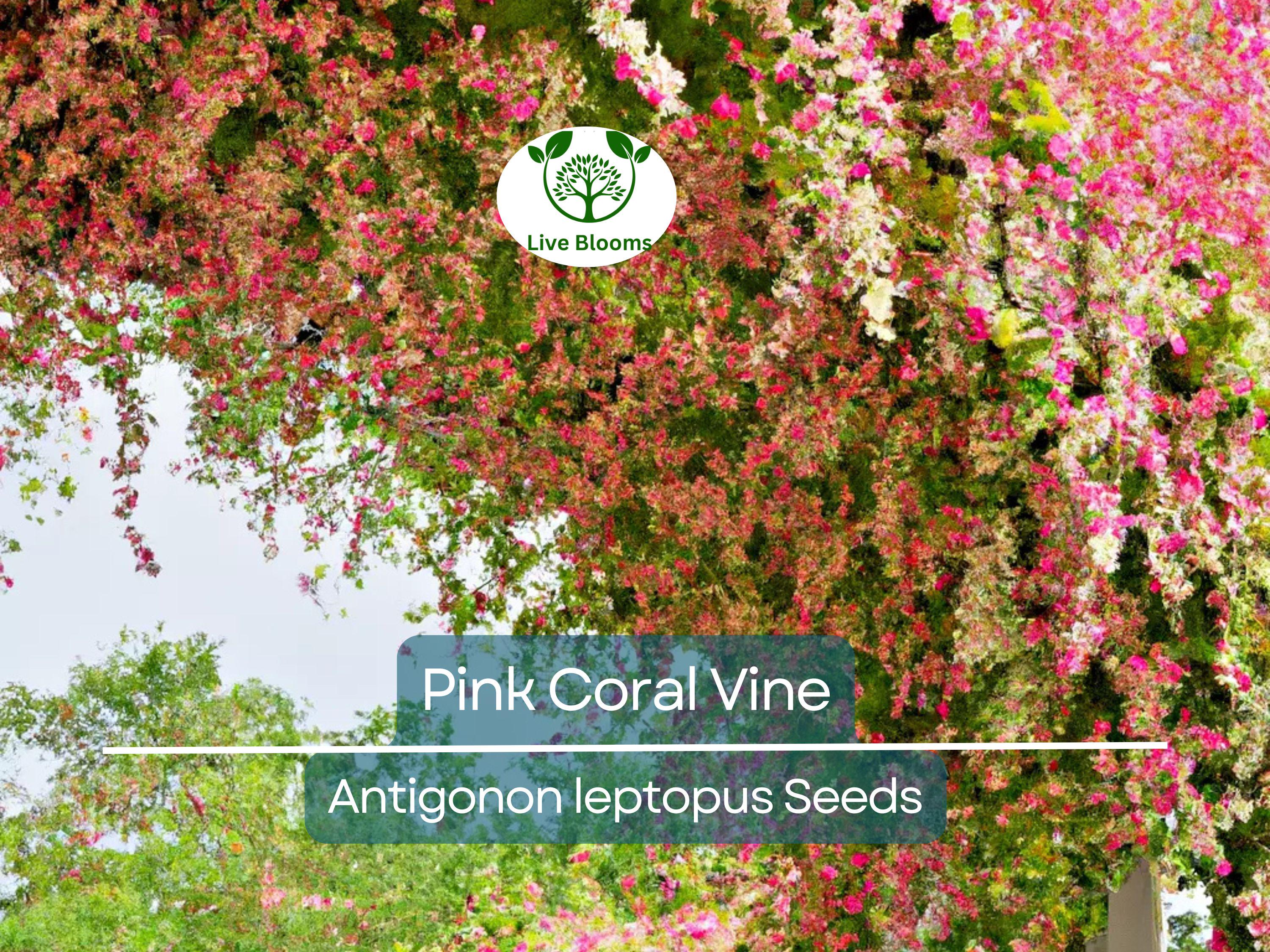 5 Pink Coral Vine Flower Seeds | Mexican Creeper (Antigonon leptopus) | Rare, Vining, Creeping Flowering Plant for Gardens
