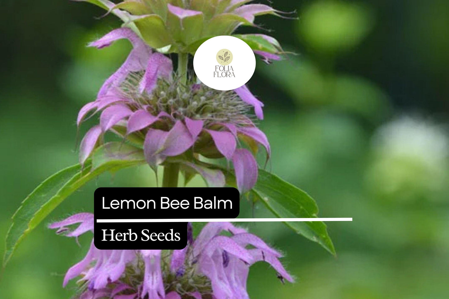 Lemon Bee Balm Seeds | 25 Seeds | Monarda Citriodora | Fragrant Pollinator Plant for Garden or Container Growing