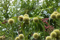 Chinese Chestnut Tree 2 Plants ~2 ft Tall (Castanea mollissima) Live Nut Trees