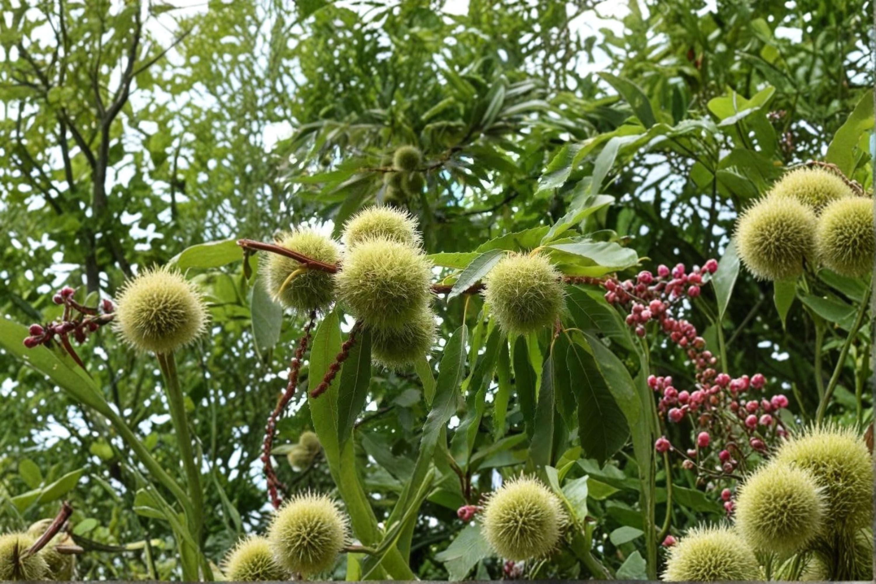 Chinese Chestnut Tree 2 Plants ~2 ft Tall (Castanea mollissima) Live Nut Trees