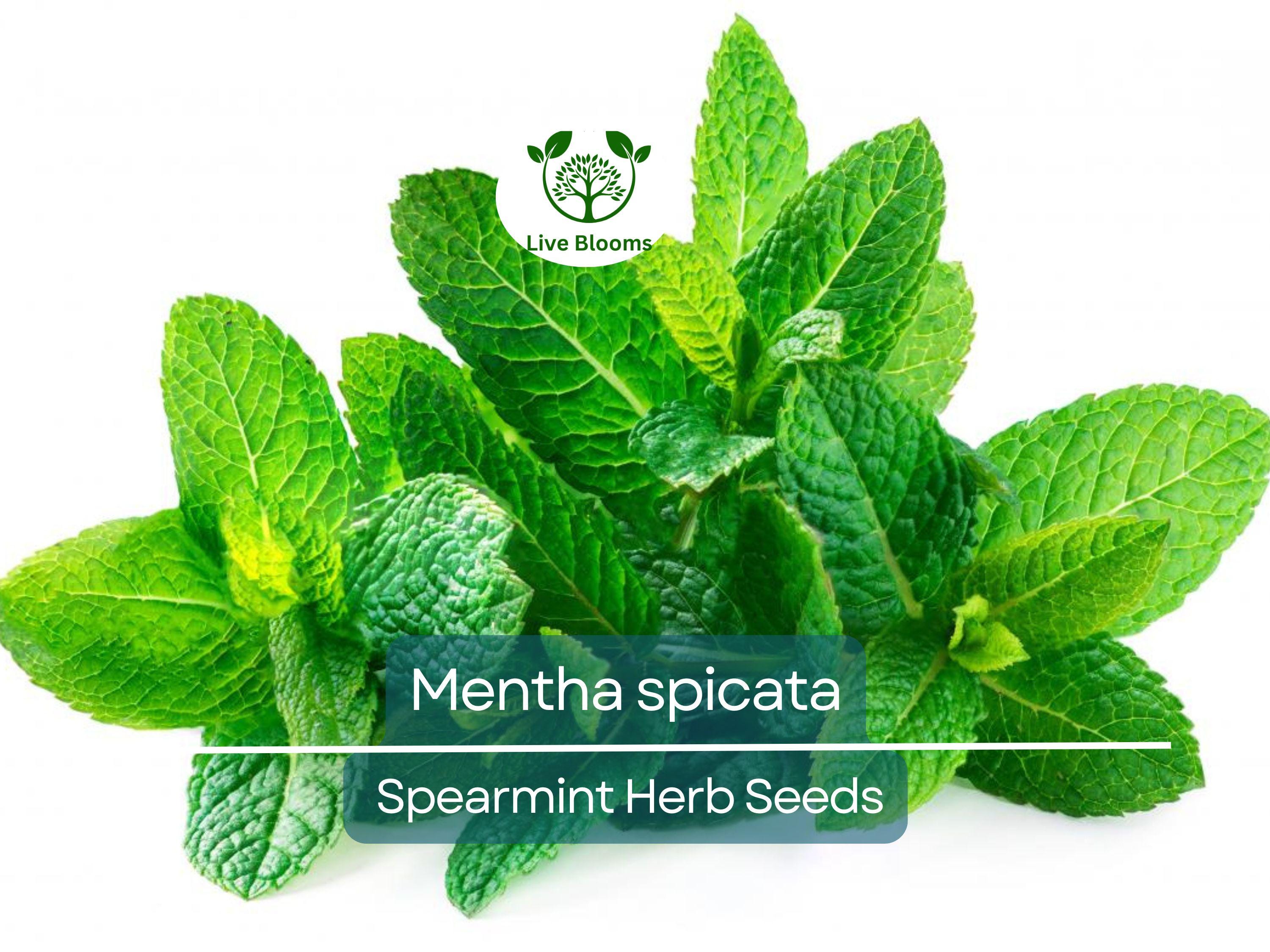 30 mg Seeds Spearmint Herb – Mentha spicata | Fresh Mint for Planting, Culinary, Tea Uses