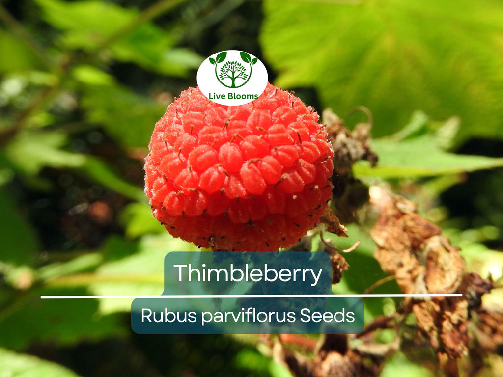 50 Thimbleberry Seeds (Rubus parviflorus) – Flowering Raspberry, Sweet Berry Fruit, Hardy Bush, Easy to Grow, Edible Fruit for Garden