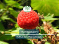50 Thimbleberry Seeds (Rubus parviflorus) – Flowering Raspberry, Sweet Berry Fruit, Hardy Bush, Easy to Grow, Edible Fruit for Garden
