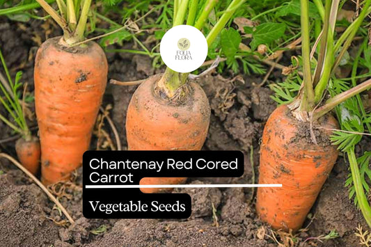 300 Seeds Red Cored Chantenay Carrot (Daucus carota) – Sweet, Crisp Heirloom Variety