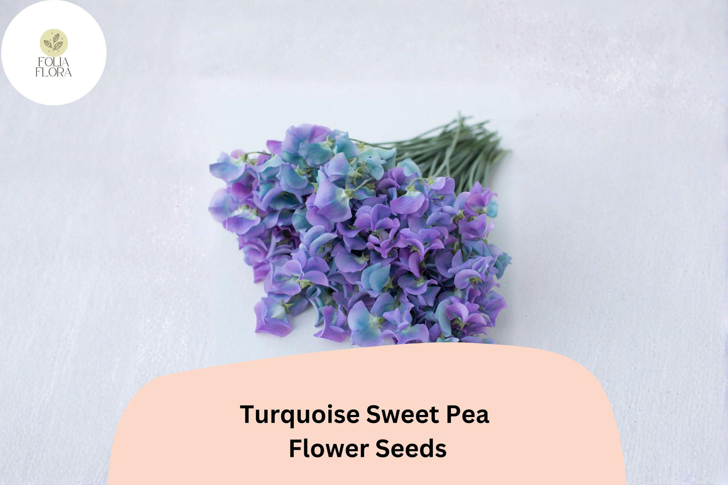 50+ Turquoise Lagoon Semi-Dwarf Sweet Pea Seeds | Purple-Pink Compact Climbing Flowers