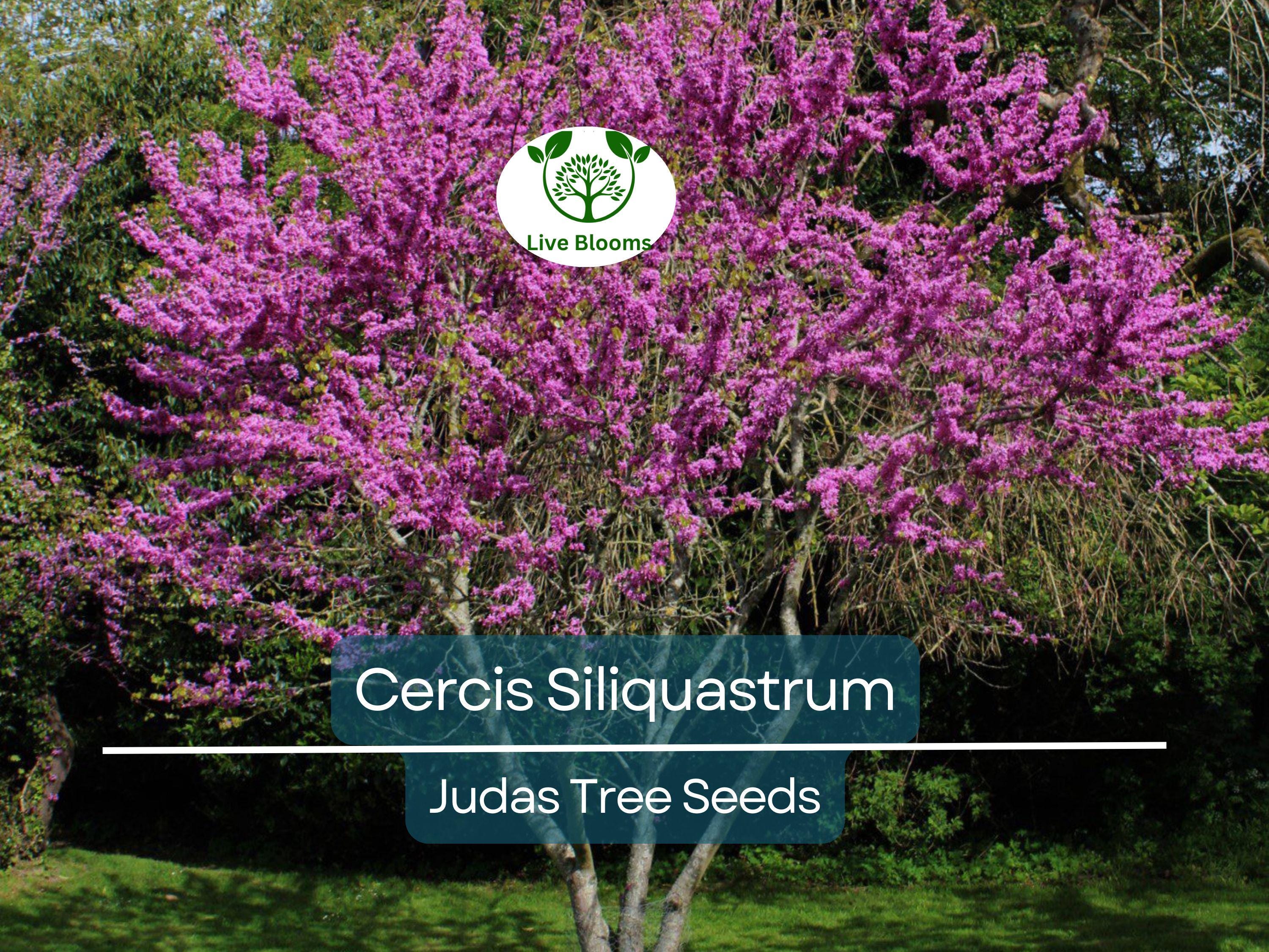 10 Seeds Cercis Siliquastrum (Judas Tree) for Planting - Beautiful Flowering Tree, Ideal for Landscaping, Gardens & Bonsai - Tree Seeds
