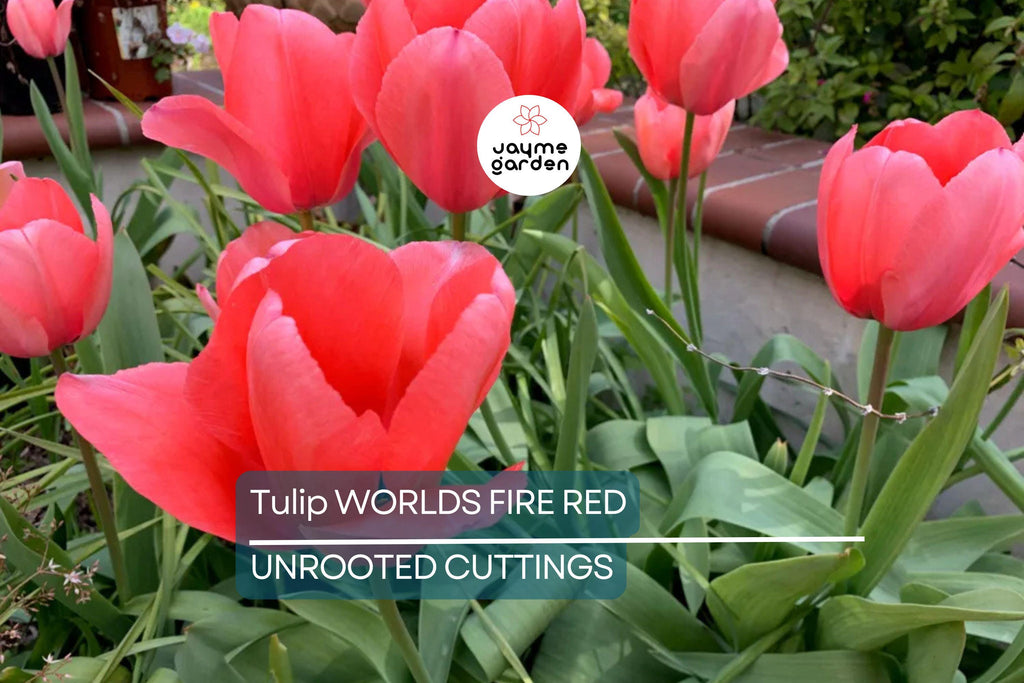 Tulip World’s Fire 55cm Tall Live Flower Bulbs | Red Darwin Hybrid Tulip | Big Spring Blooms | 5-Pack