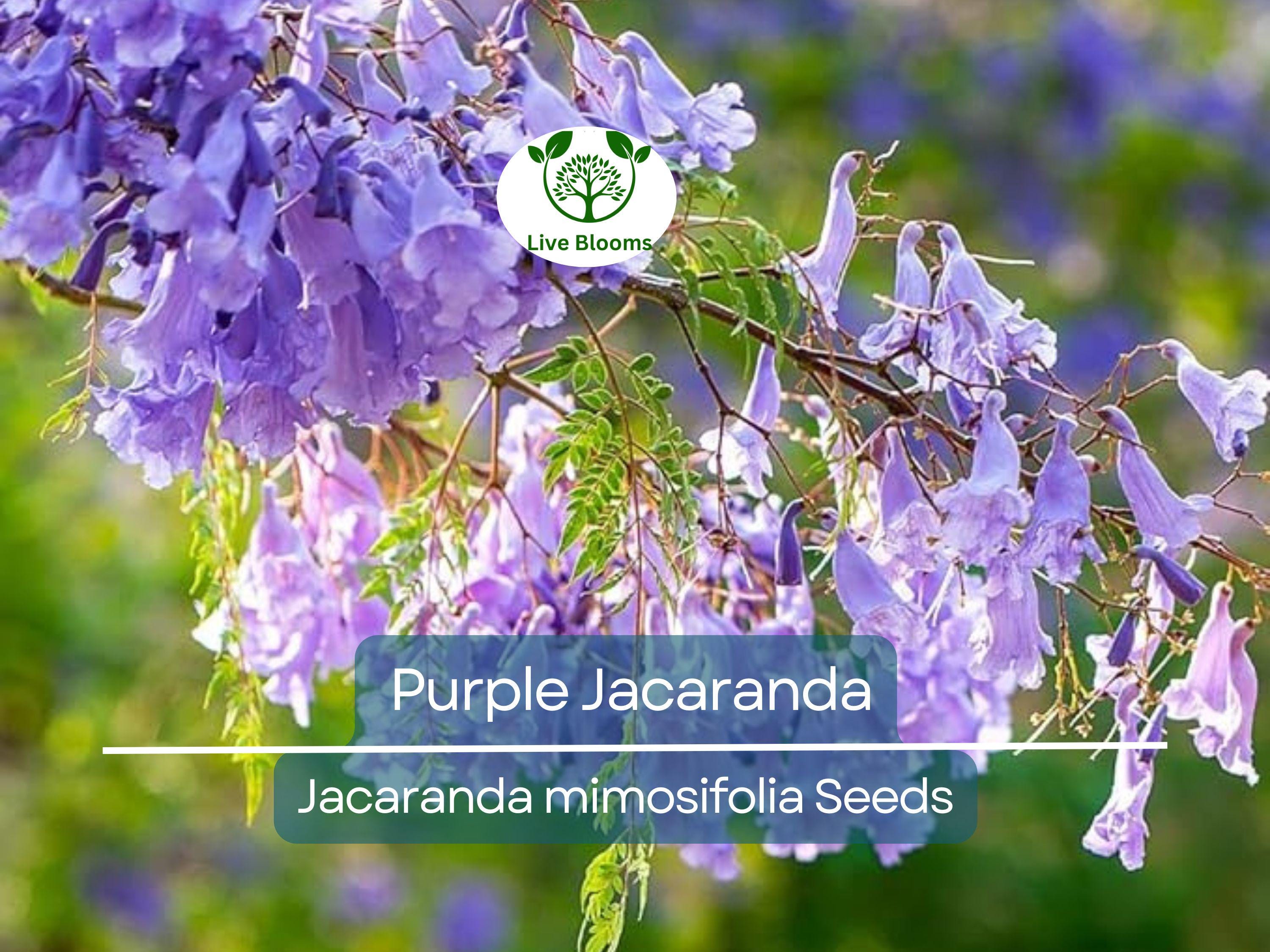 40 Purple Jacaranda Mimosifolia Seeds | Fast Growing Flowering Tree, Beautiful Purple Blooms, Tropical Landscaping, Garden Tree