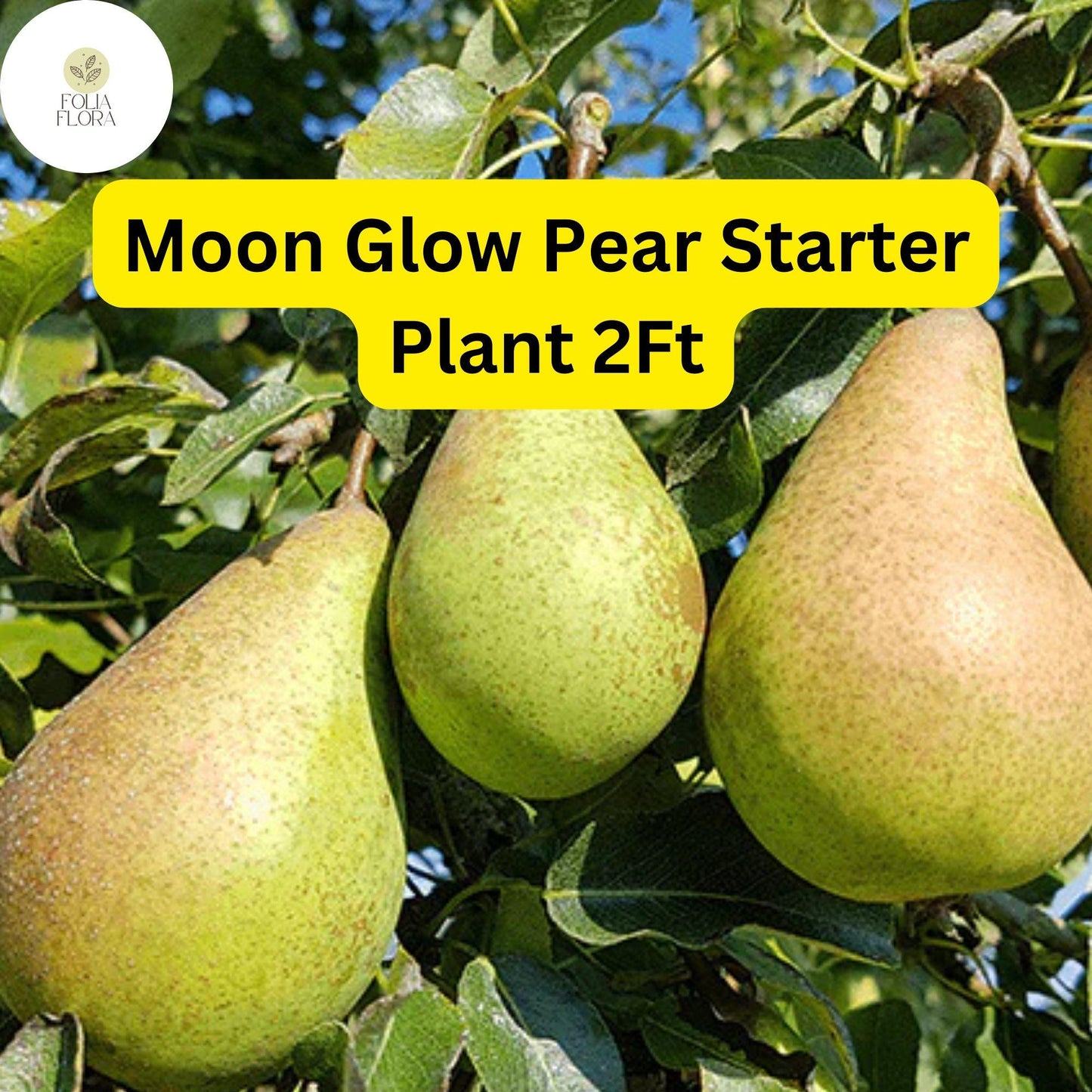 1 Moon Glow Pear Tree (Pyrus communis) - 2ft Tall Live Fruit Tree Ready to Plant