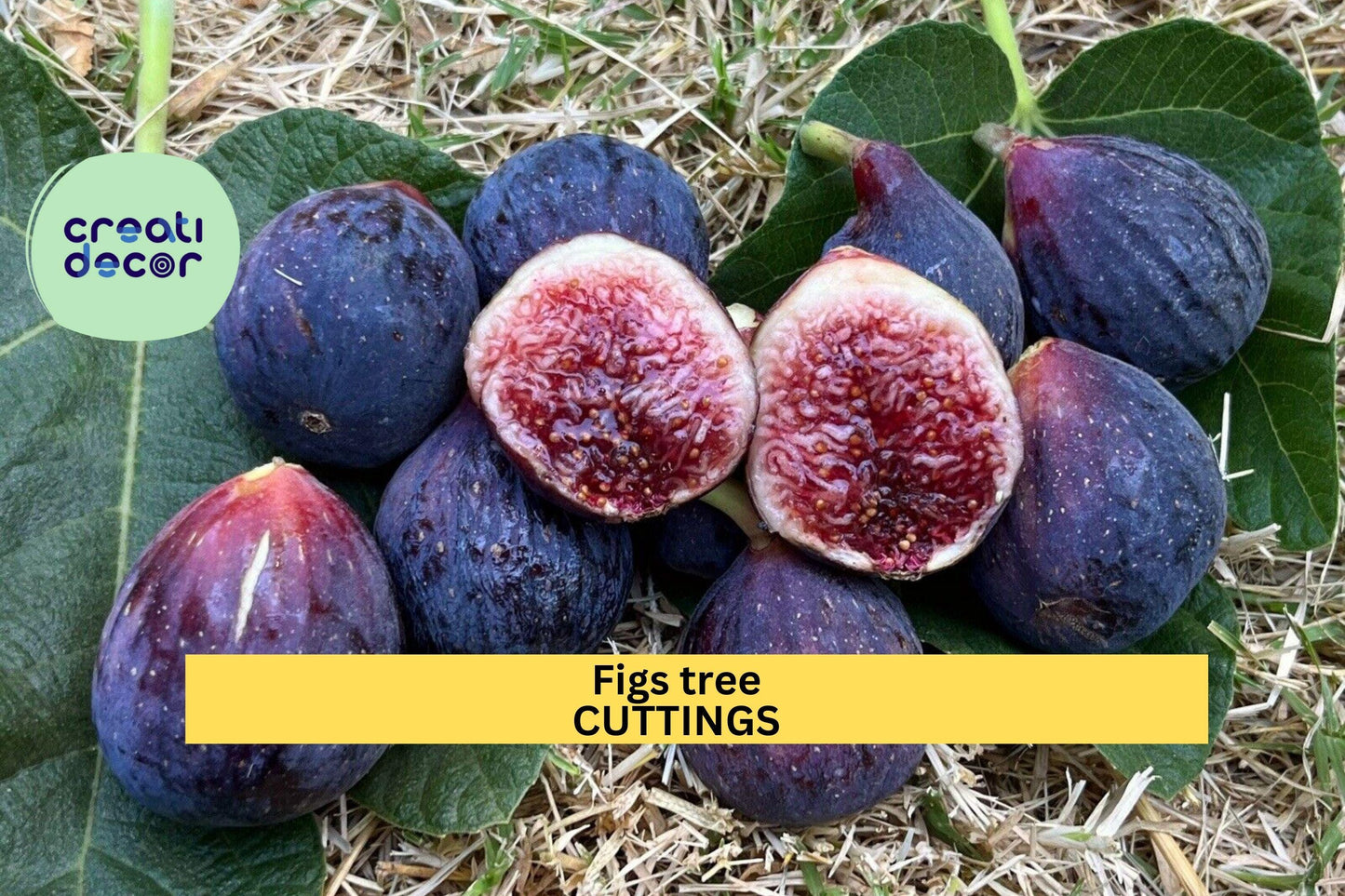 2 Burgan UKN Fig Tree Cuttings | Rare Ficus Carica Variety | Fresh Unrooted Wood for Rooting | Edible Fruit Tree Starter