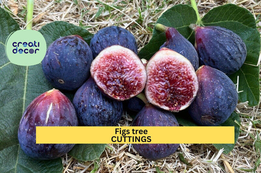 2 Burgan UKN Fig Tree Cuttings | Rare Ficus Carica Variety | Fresh Unrooted Wood for Rooting | Edible Fruit Tree Starter