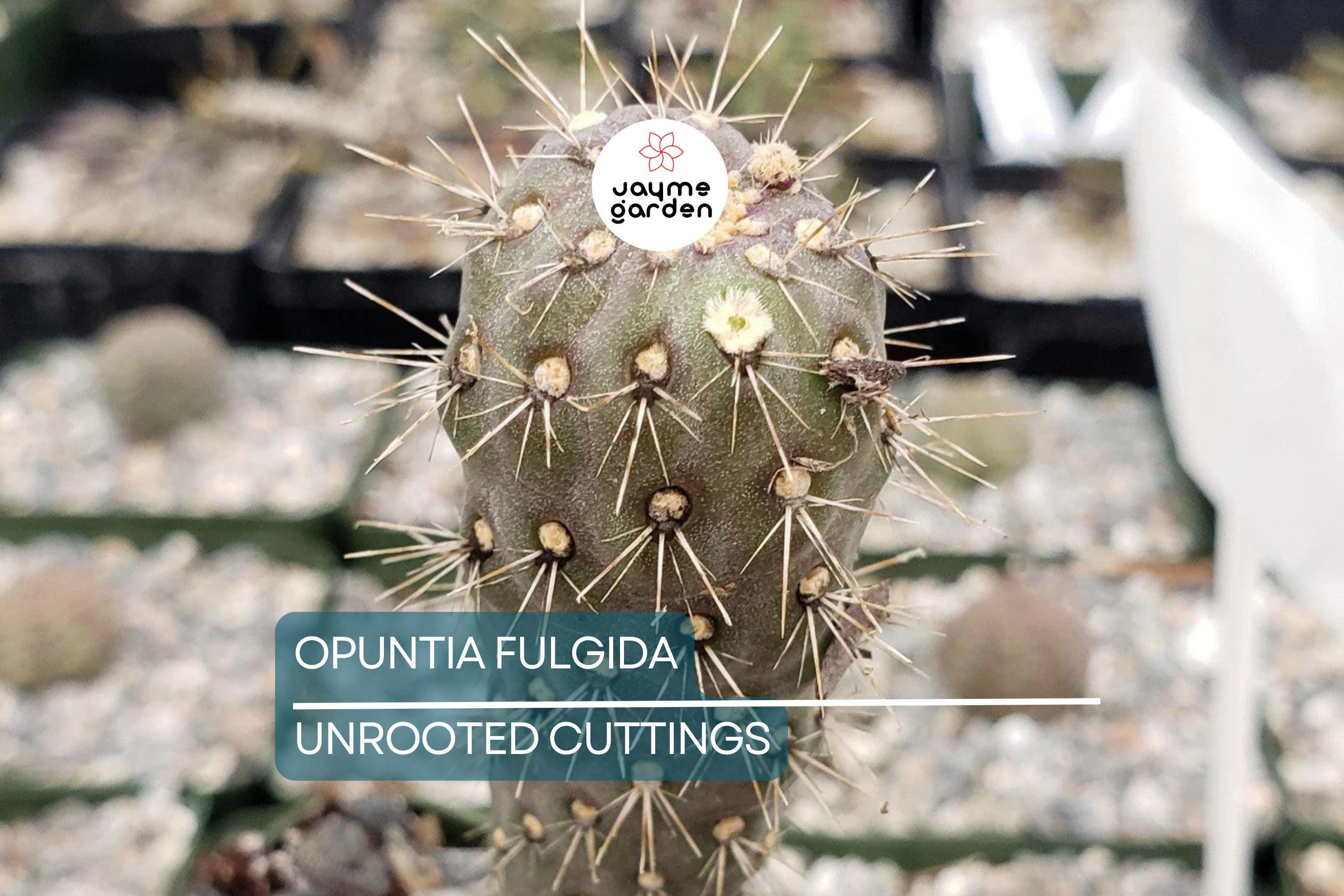 Opuntia Fulgida Cactus - 2 Fresh Cuttings (6-9 Inches) | Chain Fruit Cholla | Treated with Rootone for Easy Rooting