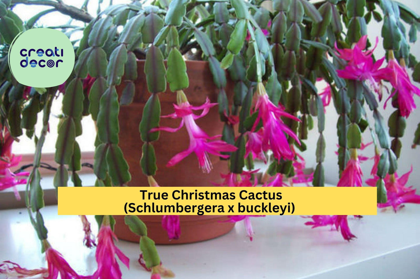 True Christmas Cactus Starter Plant – Schlumbergera x buckleyi – Classic Pink Bloom Old-Fashioned Holiday Succulent