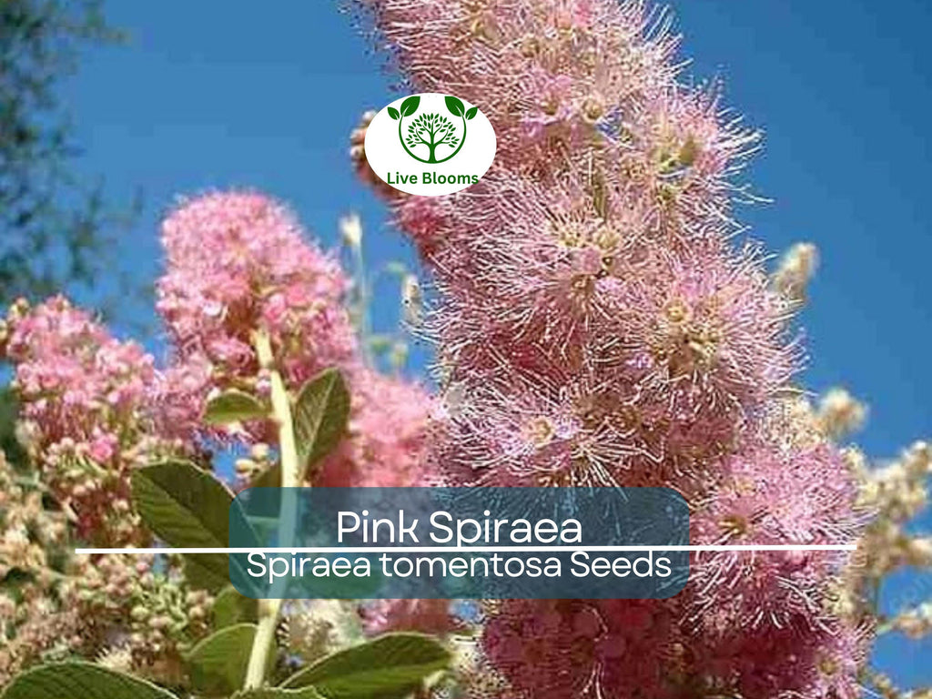 500 Pink Spiraea Seeds (S. tomentosa), Hardy Flowering Shrub, Beautiful Pink Blooms, Easy to Grow, Perfect for Gardens & Landscaping