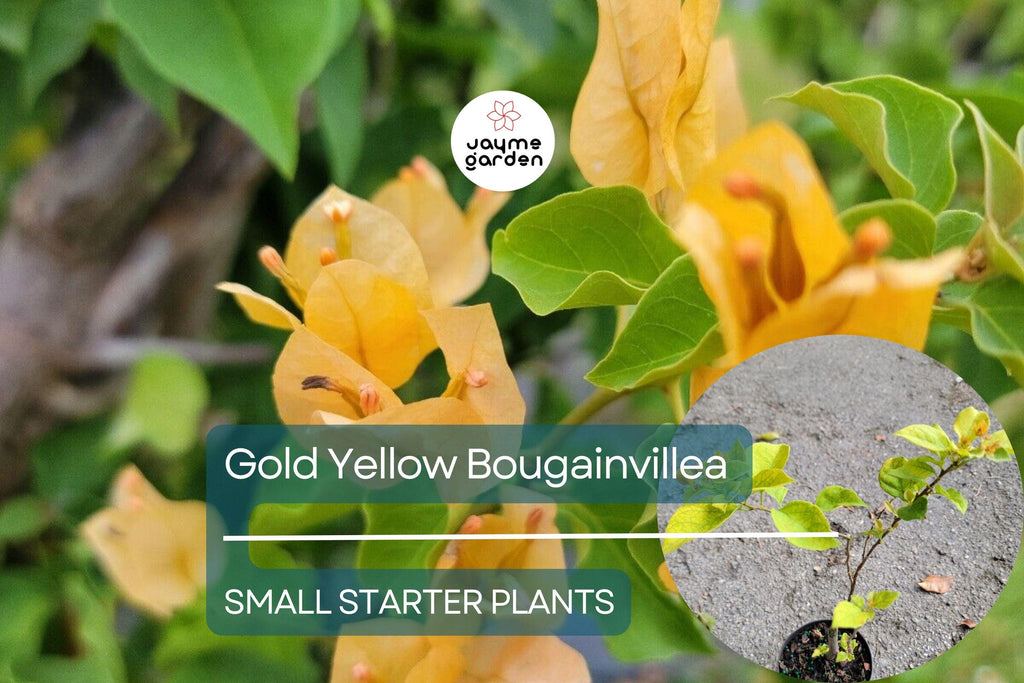 Gold Yellow Bougainvillea Starter Plant - Paper Flower Seedling - Vibrant Tropical Blooms for Gardens, Containers & Landscaping