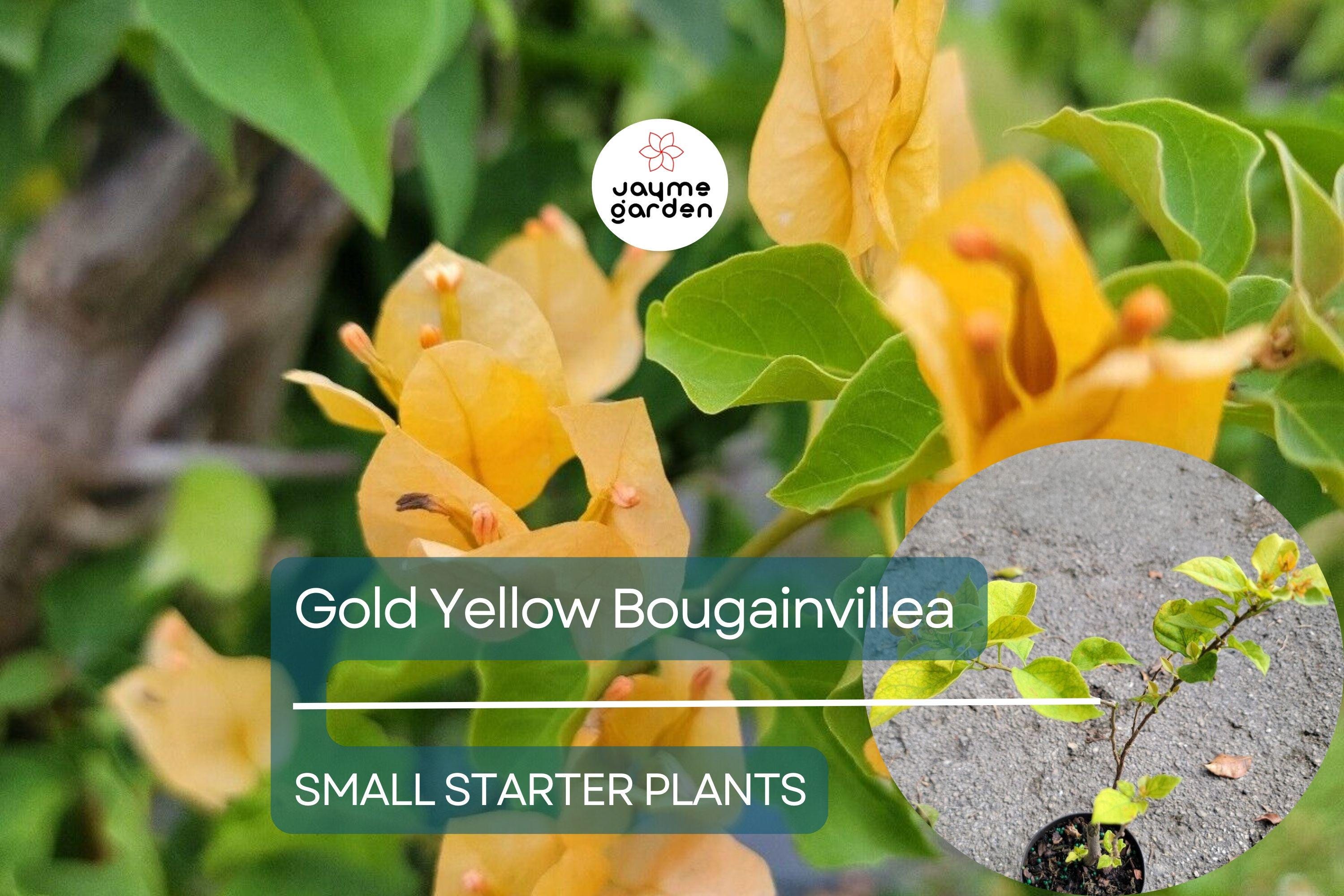 Gold Yellow Bougainvillea Starter Plant - Paper Flower Seedling - Vibrant Tropical Blooms for Gardens, Containers & Landscaping