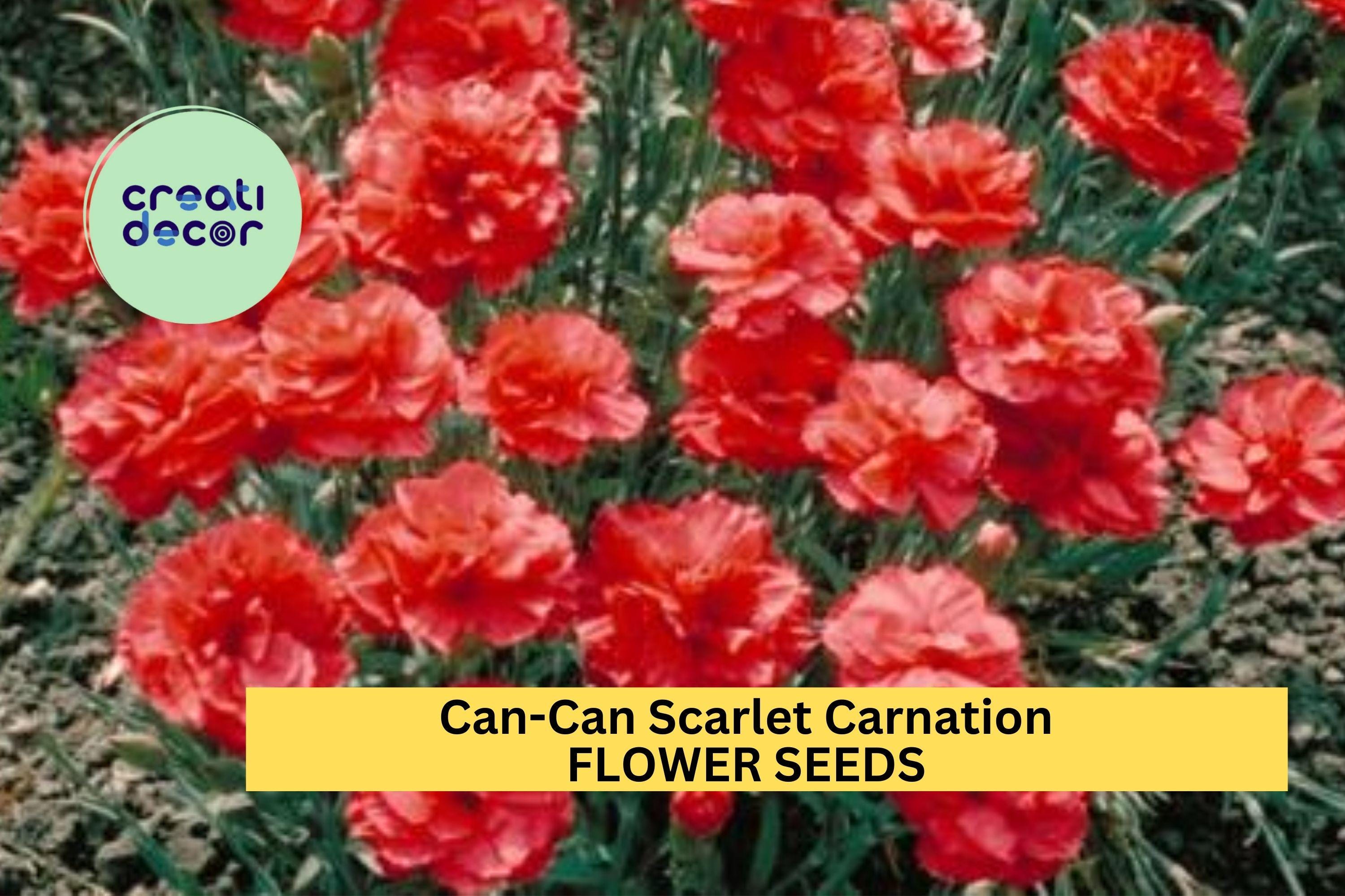 200+ Can-Can Scarlet Carnation Seeds – Ruffled Red Blooms for Garden Planting, Fragrant Cut Flowers for Borders & Bouquets – USA