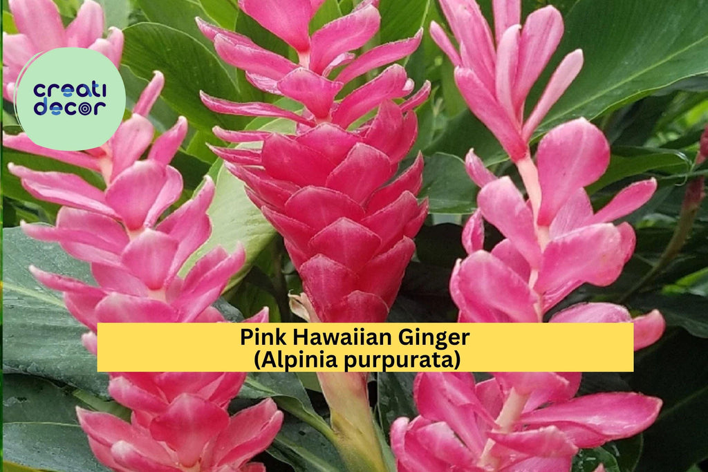 Pink Hawaiian Ginger – Alpinia purpurata 2 Live Roots, Tropical Flowering Plant for Garden or Patio, Vibrant Pink Blooms