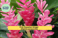 Pink Hawaiian Ginger – Alpinia purpurata 2 Live Roots, Tropical Flowering Plant for Garden or Patio, Vibrant Pink Blooms