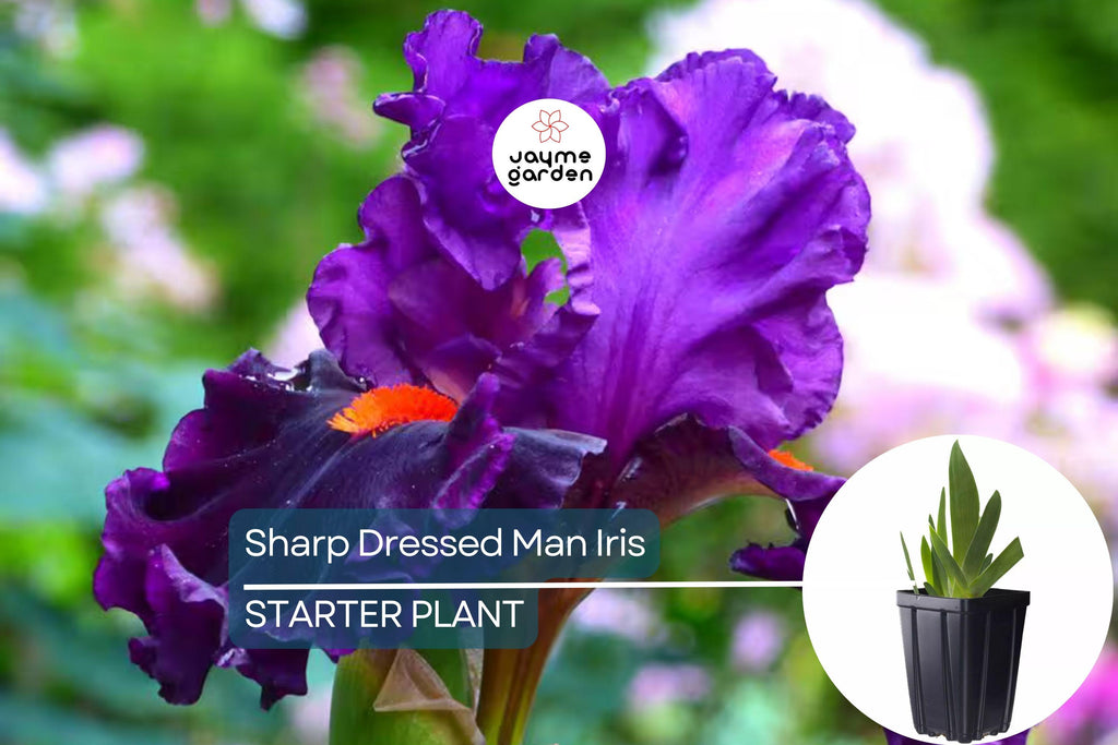 Sharp Dressed Man Iris – Quart Pot | Fragrant Black-Purple Perennial | Deer-Resistant | Drought-Tolerant | Zones 3-10