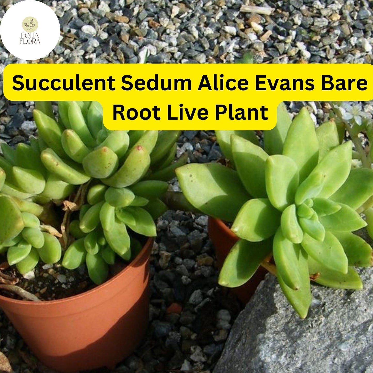 3 Bare Root Live Plants Succulent Sedum 'Alice Evans' | Stonecrop Variety, Easy Care, Drought-Tolerant, Ideal for Home & Garden