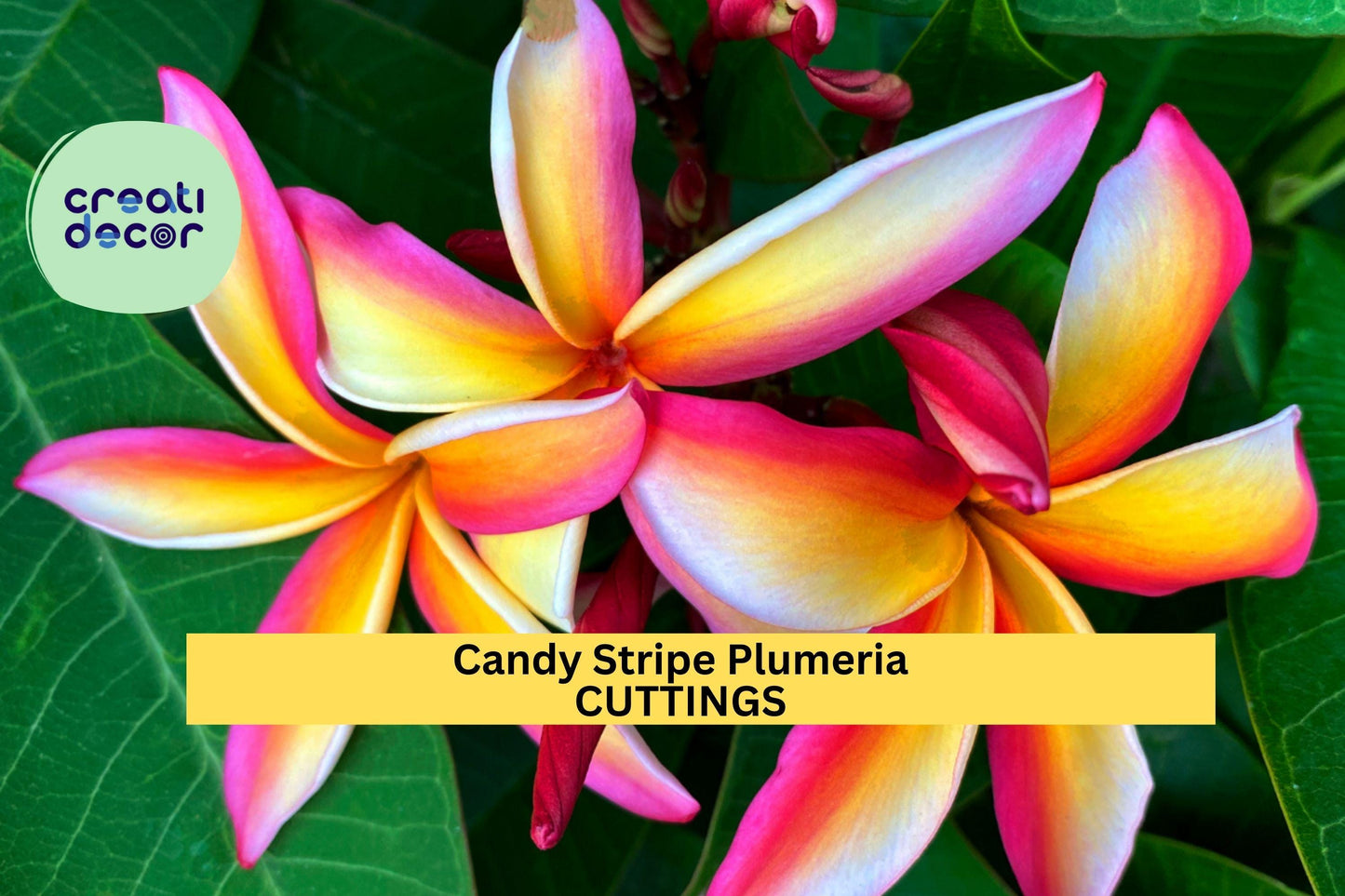 Candy Stripe Plumeria Cutting – 10" Fresh Unrooted Single Head Stem – Rare Fragrant Tropical Flowering Plant – USA
