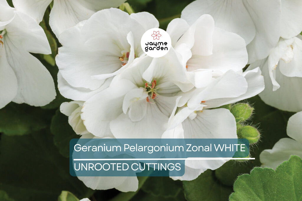 White Zonal Geranium Cuttings - 6" Unrooted Live Plant, Fast-Growing, Flowering Perennial for Outdoor Gardens, USDA Zones 10-11