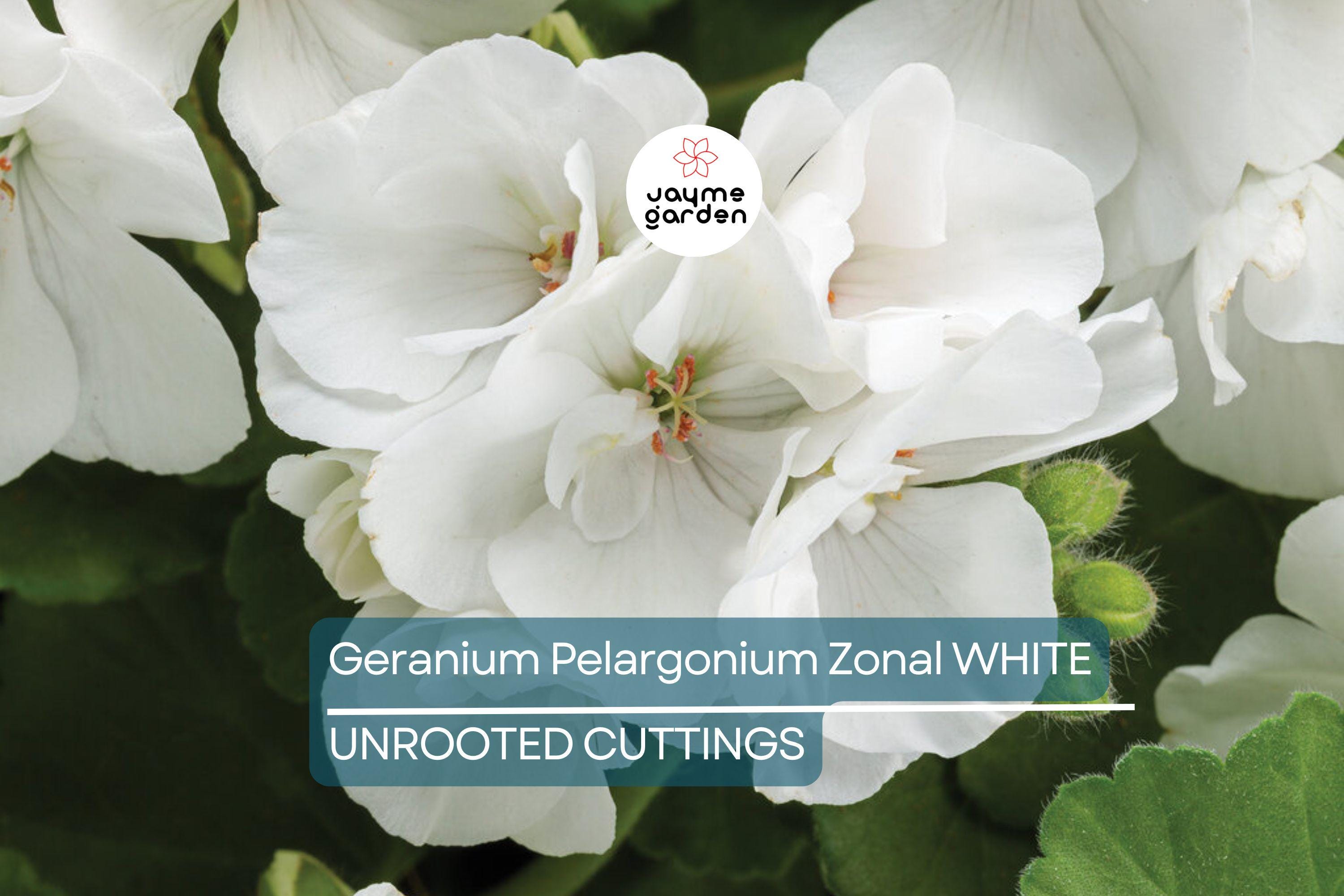White Zonal Geranium Cuttings - 6" Unrooted Live Plant, Fast-Growing, Flowering Perennial for Outdoor Gardens, USDA Zones 10-11