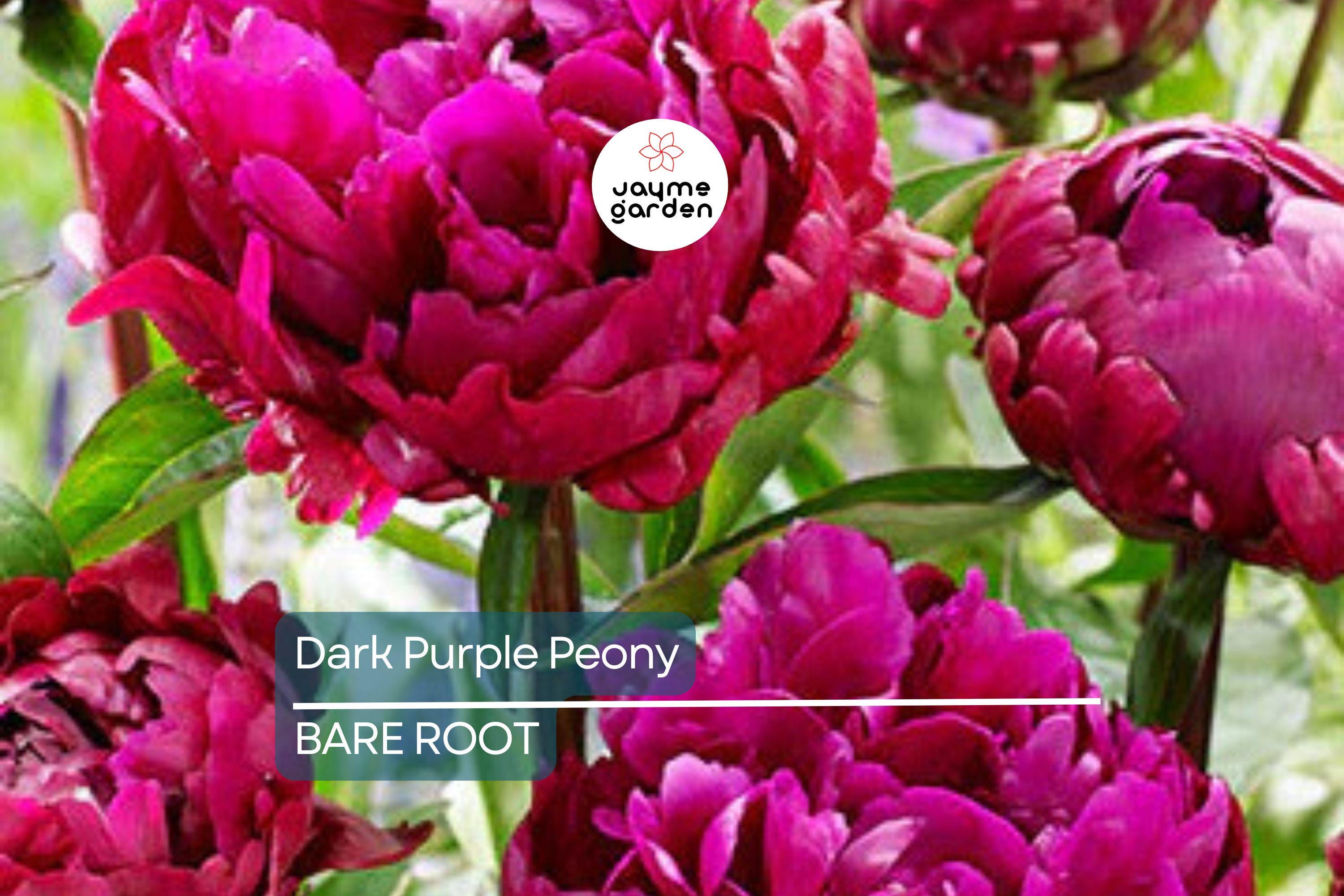 Dark Purple Peony Bare Root (2+ Eyes) – Large Double Blooms, Perennial, Zones 3-8