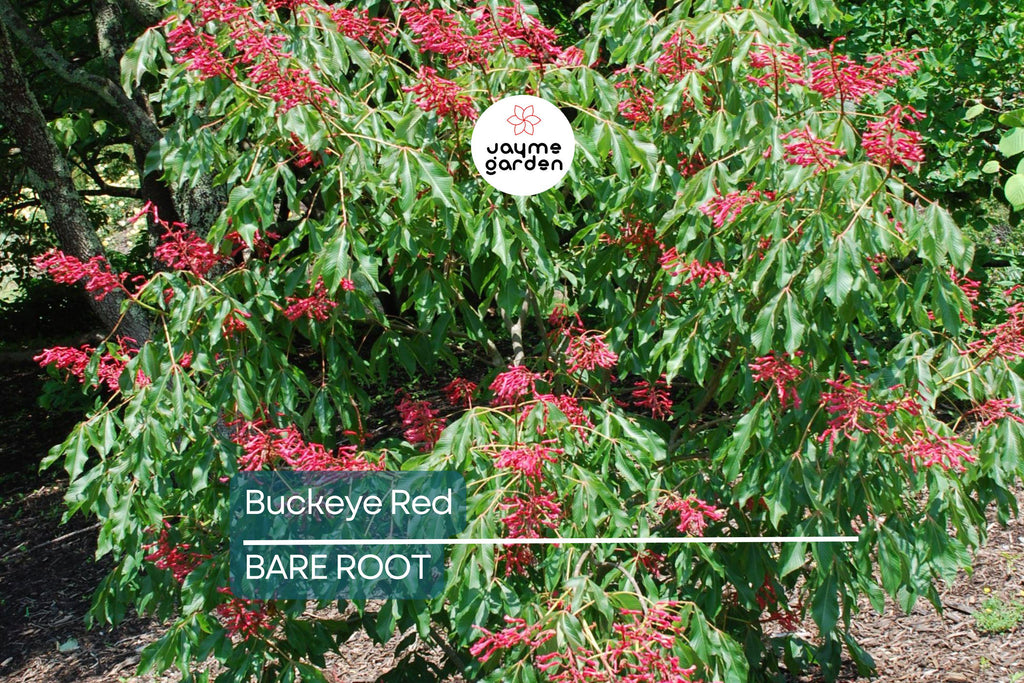 2 Buckeye Red Tree Bare-root, Stunning Red Spring Blooms, Oval Shape, Great Specimen Tree, Early Foliage, Zones 4-8