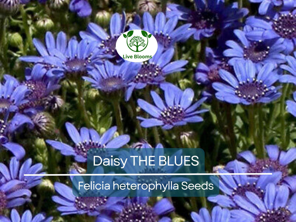 50 Seeds Daisy The Blues Felicia Heterophylla, Blue Flowers, Heirloom, Non-GMO, Pollinators, Perennial, Garden, Wildflower, Easy to Grow