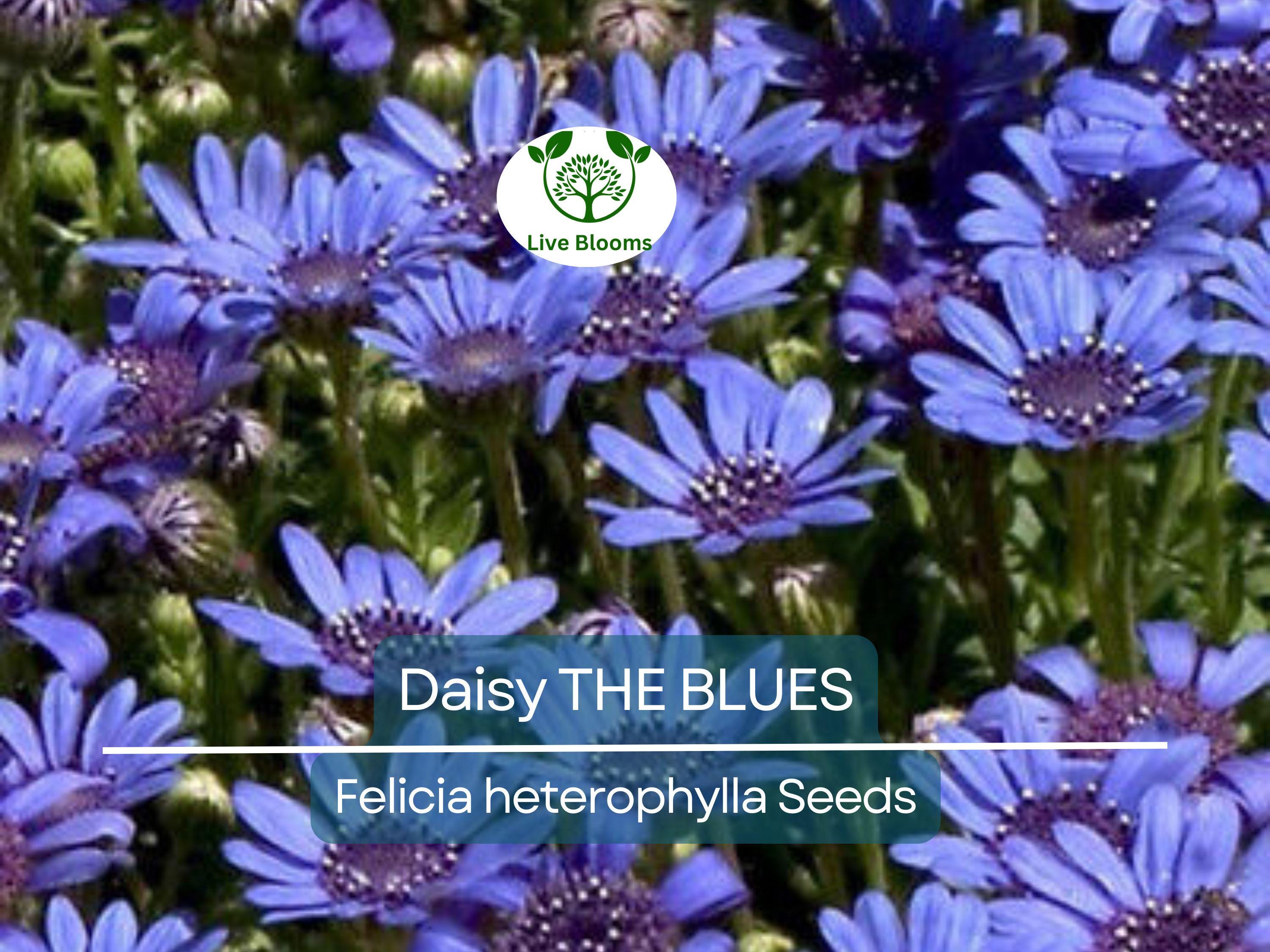 50 Seeds Daisy The Blues Felicia Heterophylla, Blue Flowers, Heirloom, Non-GMO, Pollinators, Perennial, Garden, Wildflower, Easy to Grow
