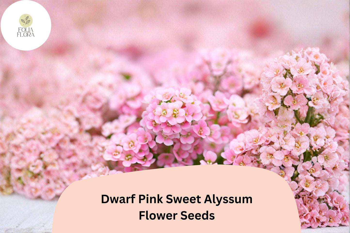 Dwarf Pink Sweet Alyssum Seeds – 100 Lobularia maritima | Fragrant Low-Growing Garden Flowers