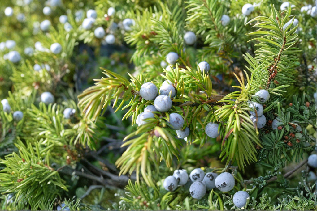 Juniperus communis – Common Juniper Seeds | 25 Seeds | Evergreen Conifer Shrub | Aromatic Berry Plant