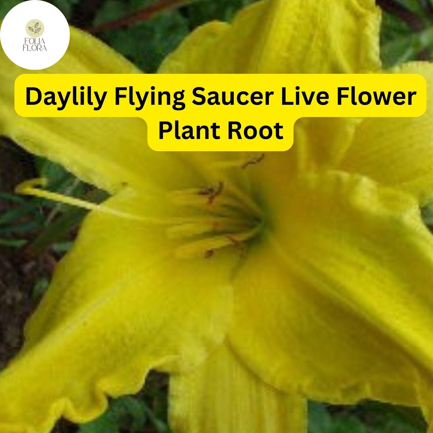 Hemerocallis ‘Flying Saucer’ Daylily | 1 Live Root | Yellow Perennial Flower