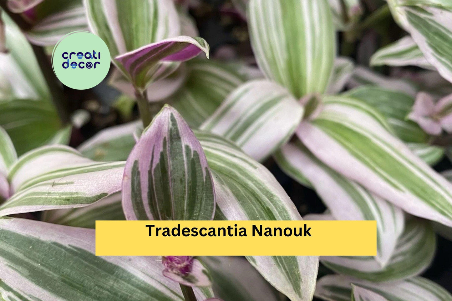 Tradescantia Nanouk | 2 Rooted Cuttings | Live Indoor Trailing Houseplant | Pink Green Foliage Plant