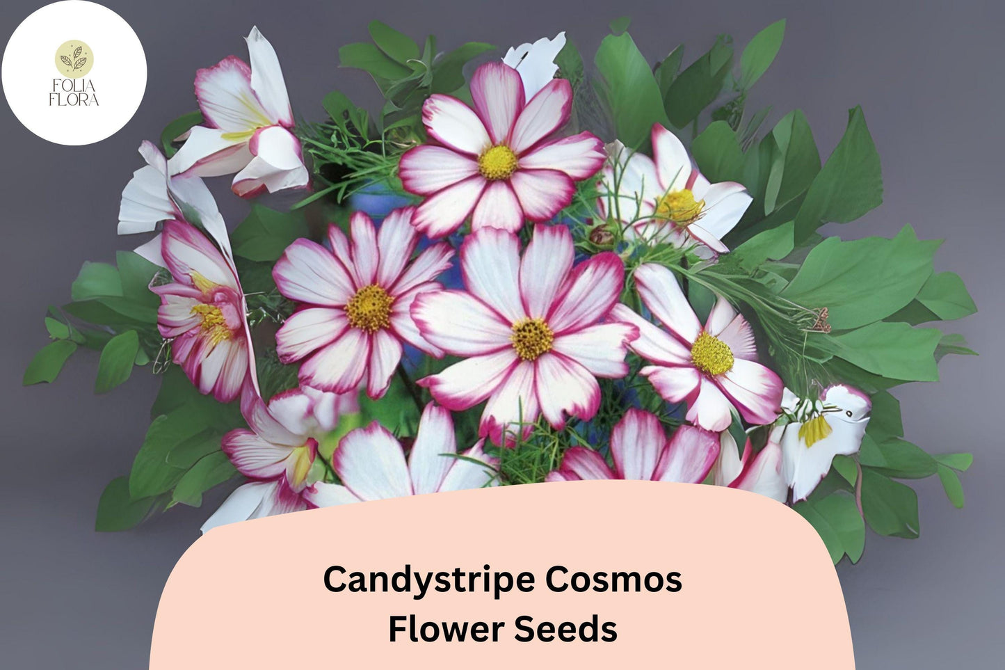 200+ Candystripe Cosmos Seeds | Cosmos Bipinnatus Pink White Bicolor Garden Flowers